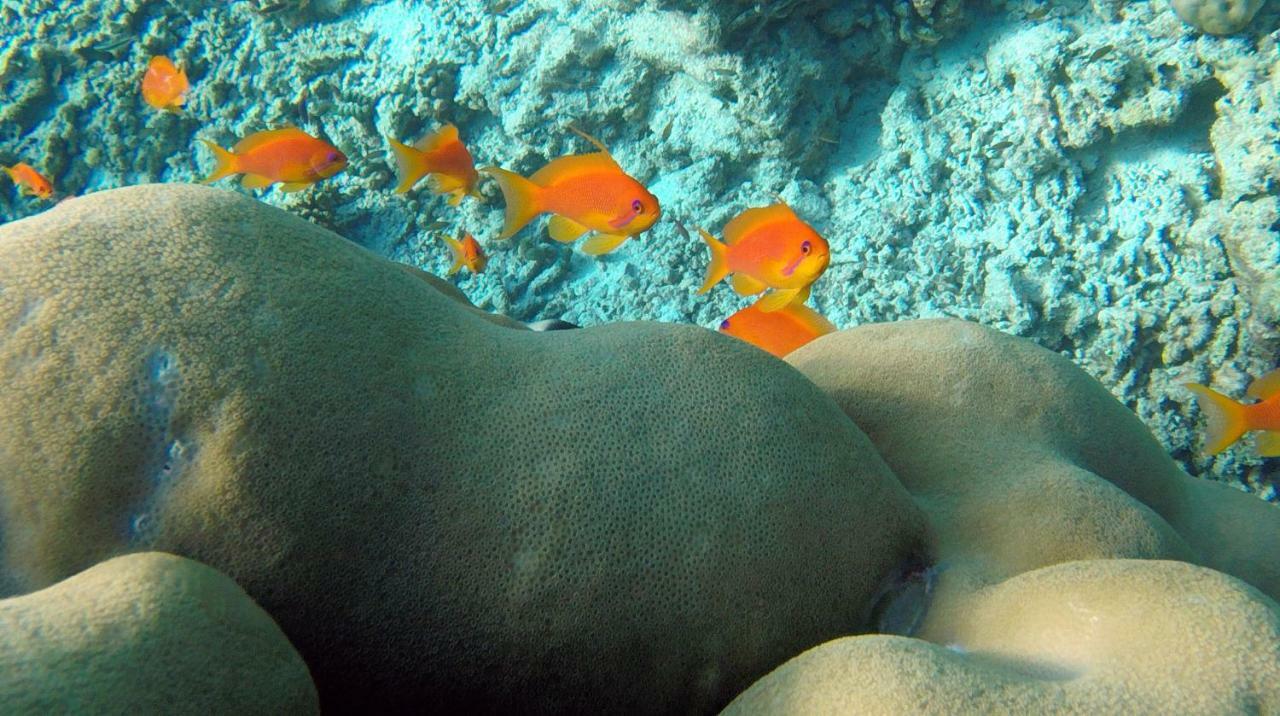 Ocean Village Maldives Holhudhoo Exterior foto